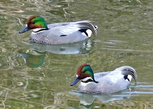 動物図鑑・ヨシガモ
